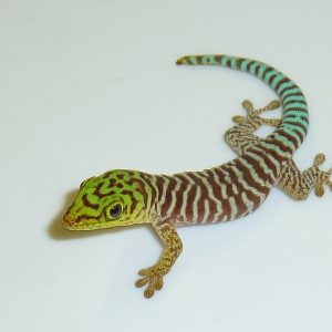 Juvenile Standings Day Gecko