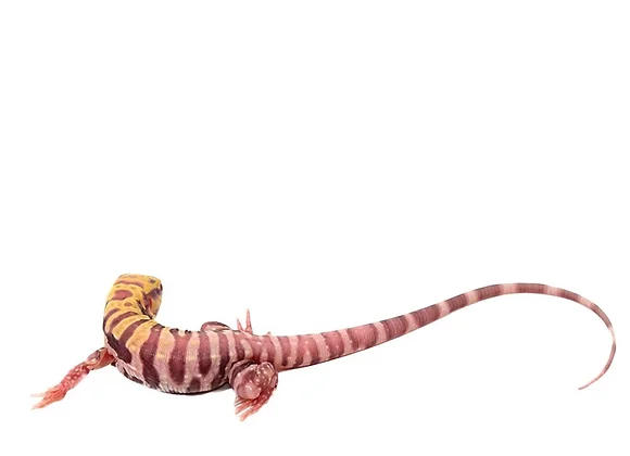 Baby Albino Tiger Ice Tegu - Image 4