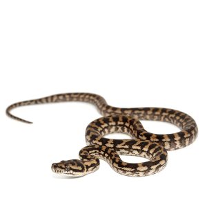 2014 Female Coastal Het Axanthic Carpet Python