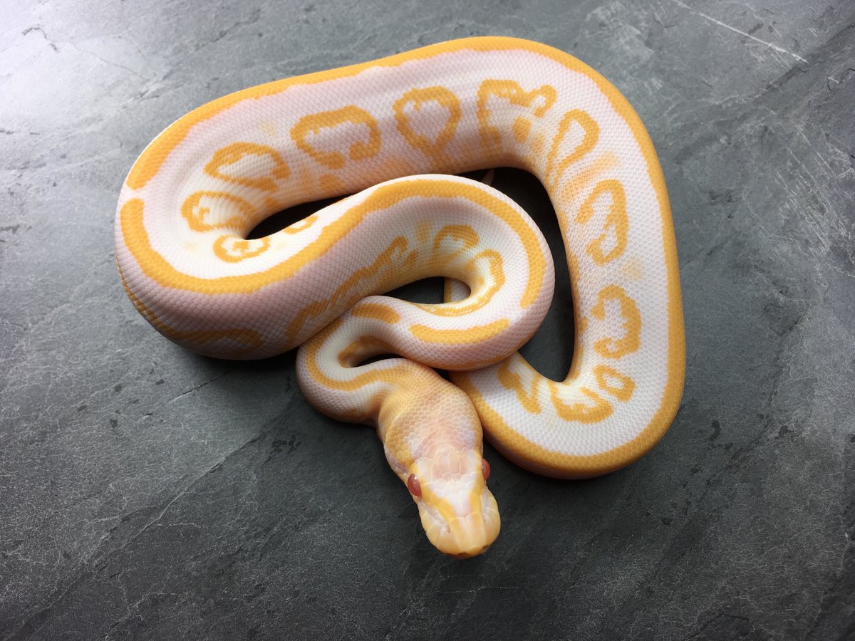 Baby Albino Black Pastel Ball Python - Image 6