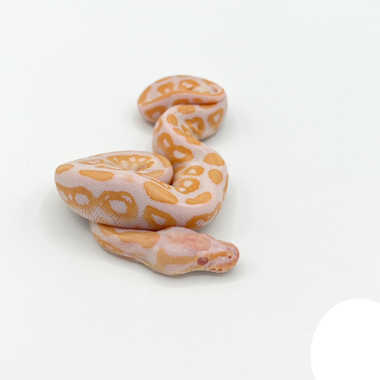 Baby Albino Black Pastel Ball Python - Image 5