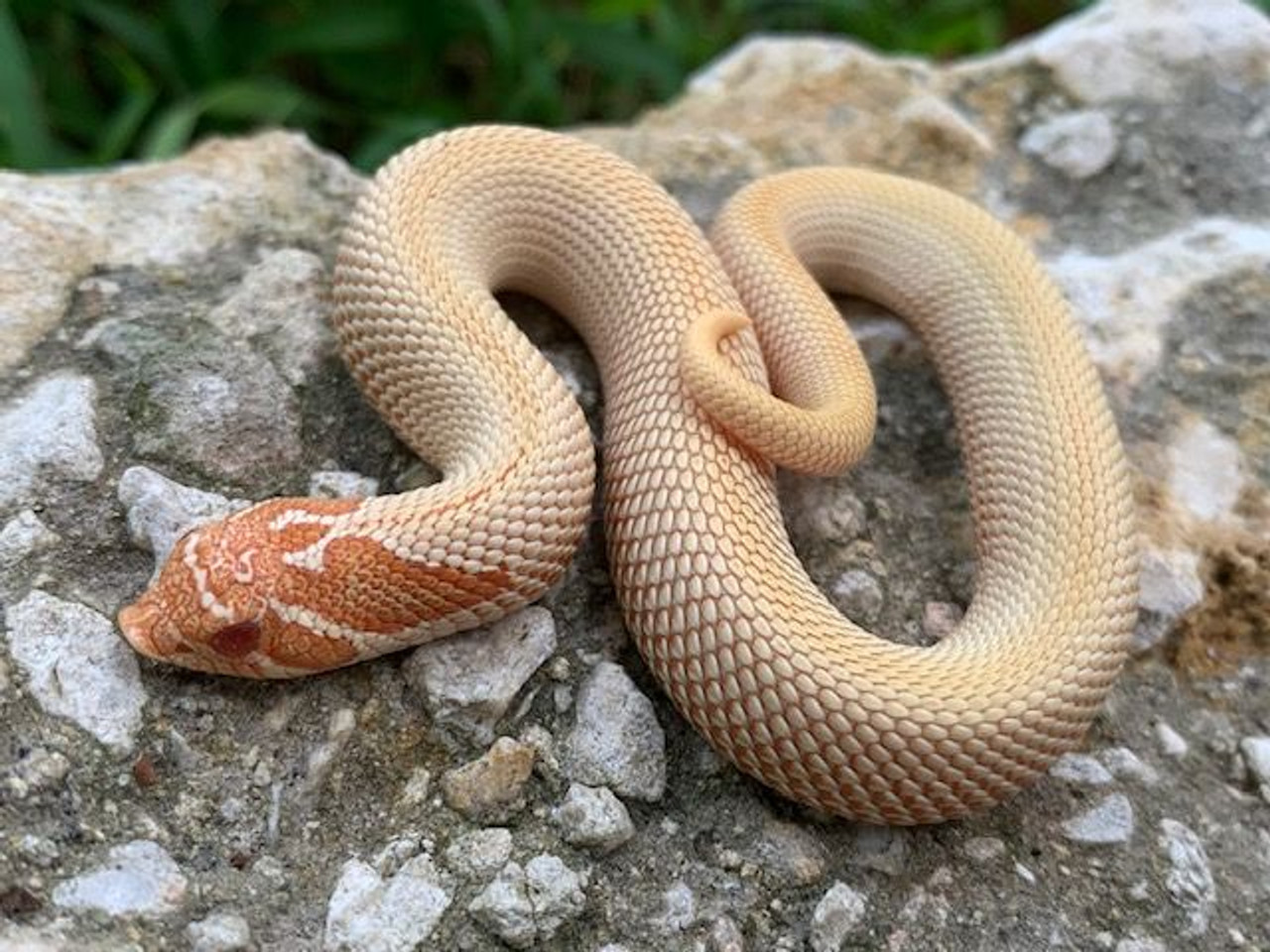 Baby Albino Super Anaconda Hognose Snake - Image 3