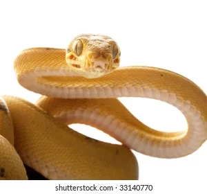 Male Patternless Yellow Colored Amazon Tree Boa