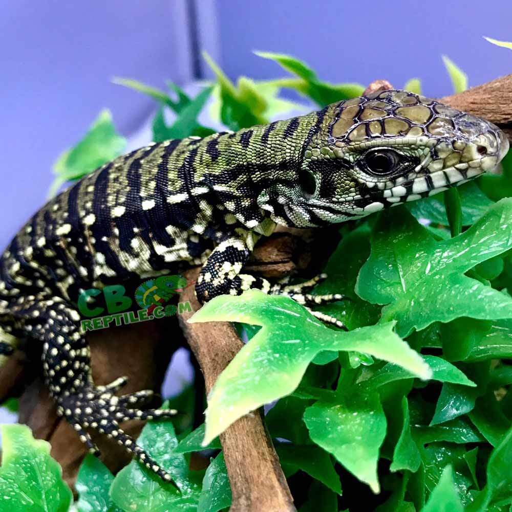 Yearling Super Red Tegu