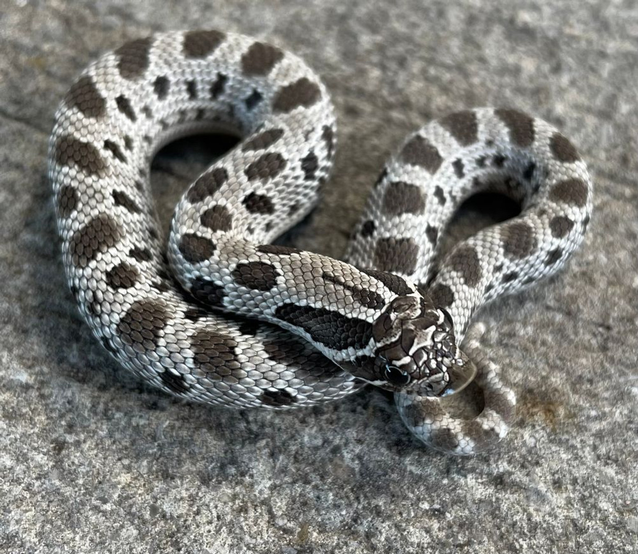 Giant Adult Female Axanthic Western Hognose Snake 500+ Grams - Image 2