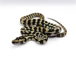 Baby Tiger Darwin’s Carpet Python