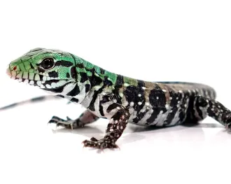 Baby Chacoan White Headed Tegu - Image 3