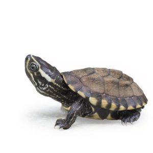 Baby Pastel Musk Turtle