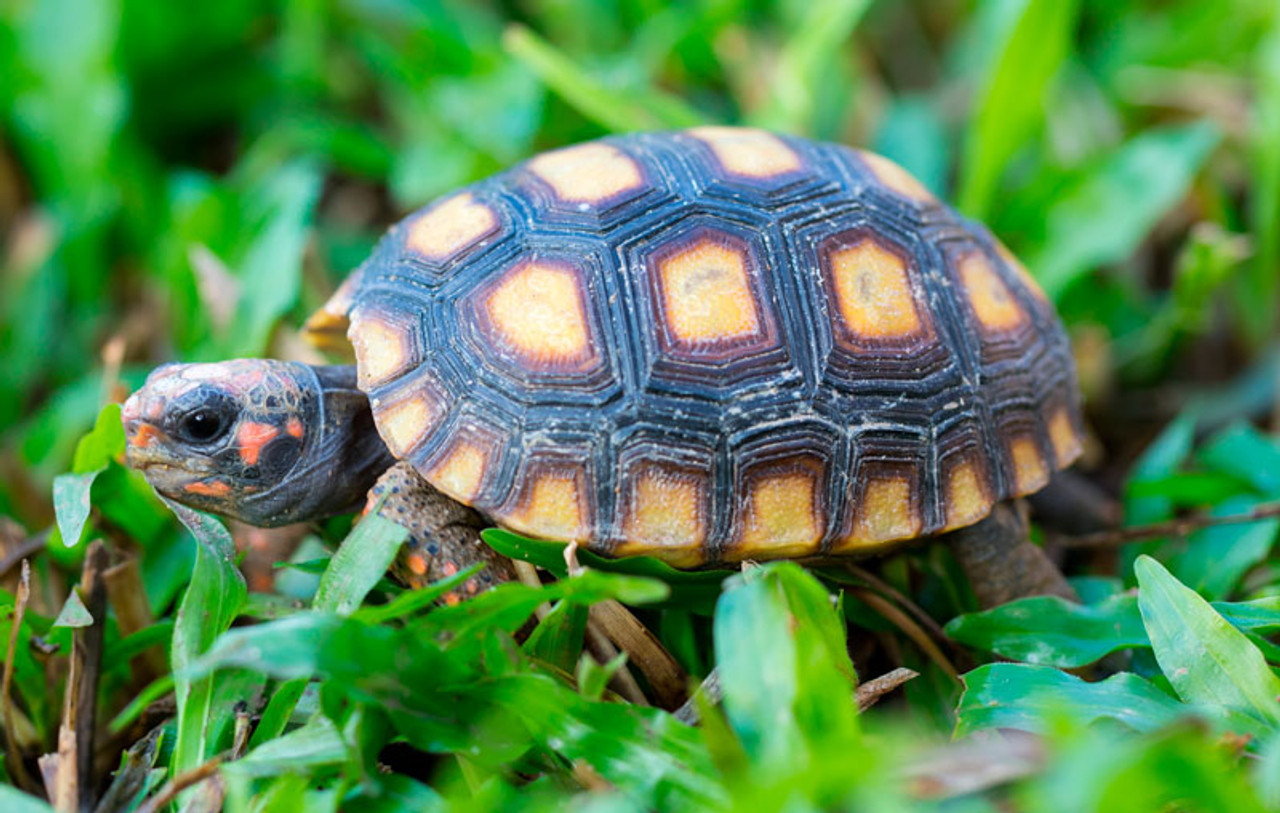 Baby Sunburst Redfoot Tortoise - Image 2