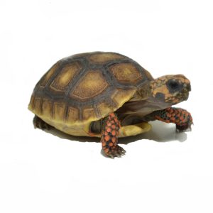 Baby Redfoot Tortoise