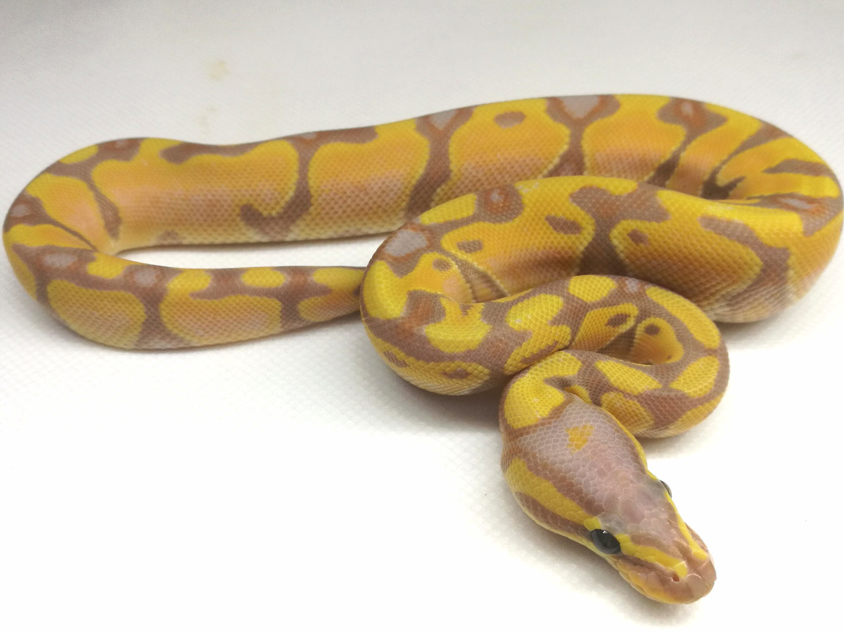 Baby Leopard Banana Orange Dream Enchi Het Pied Ball Python - Image 3