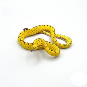 Yellow Baby Biak Green Tree Python