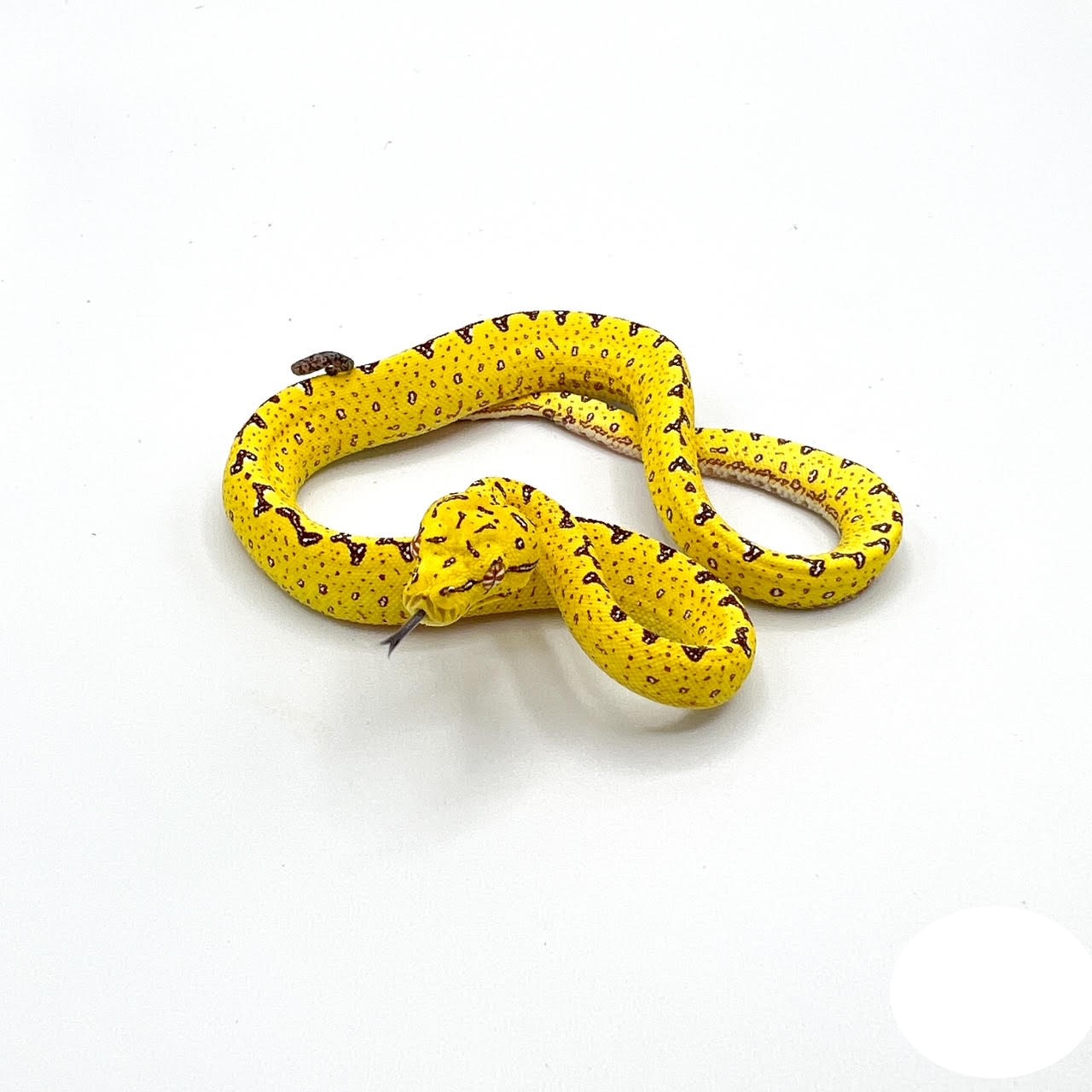 Yellow Baby Biak Green Tree Python