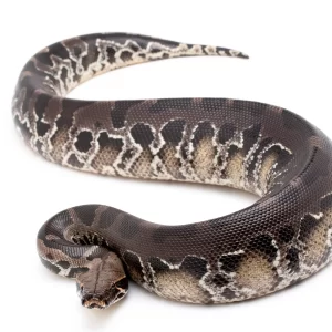 Baby Black Blood Python