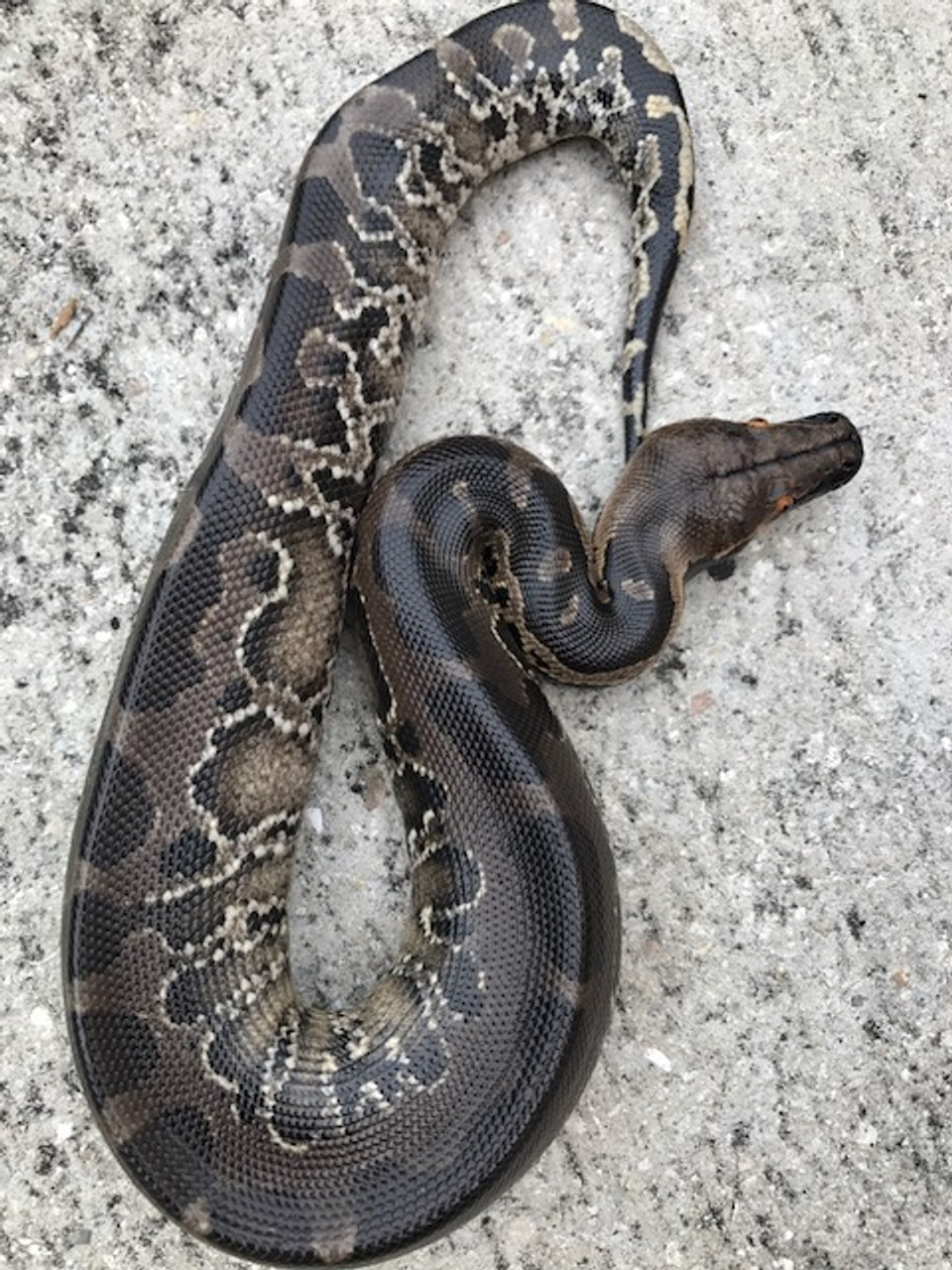 Baby Black Blood Python - Image 2
