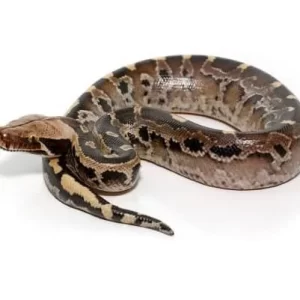 Baby Borneo Blood Python