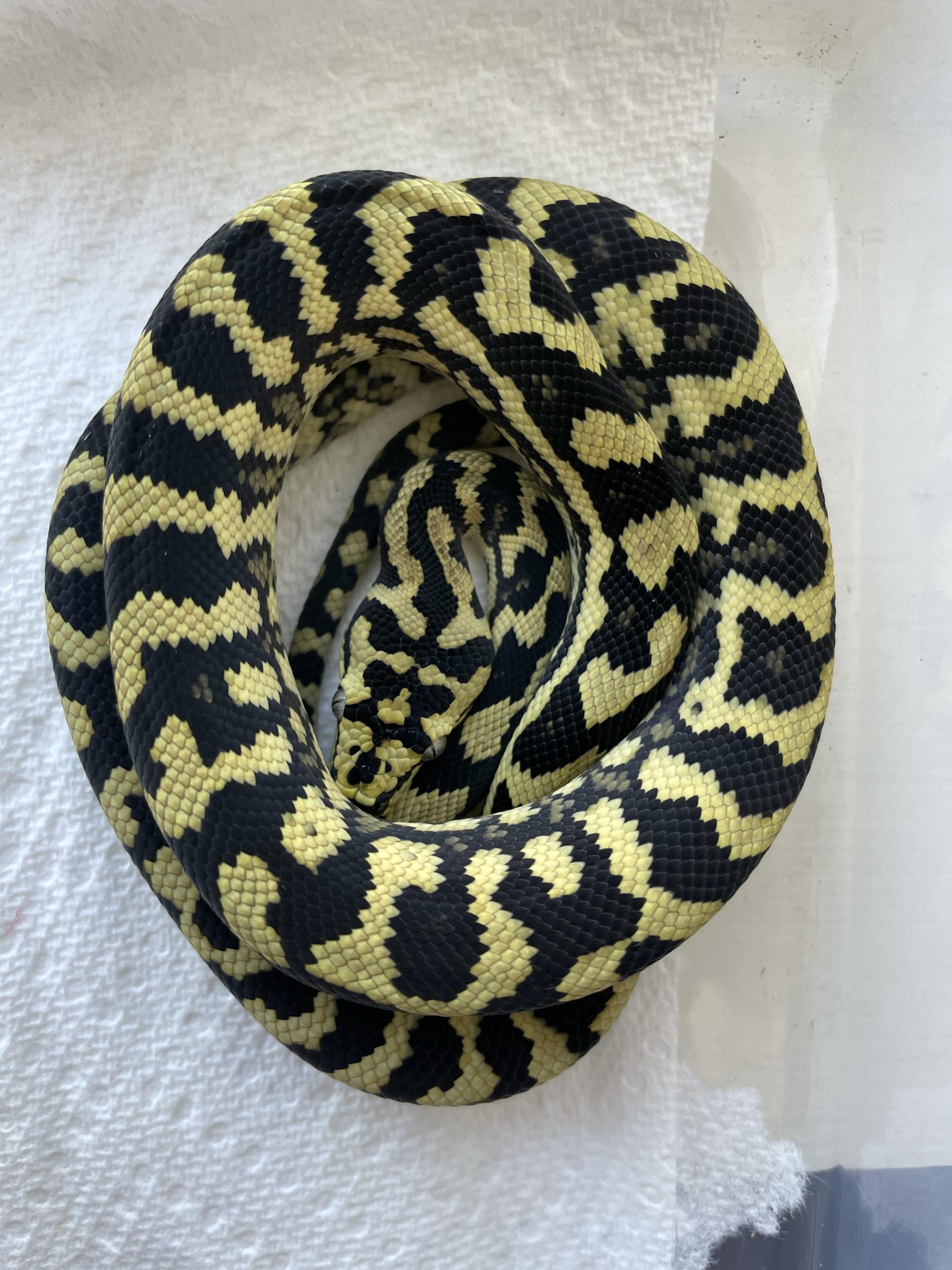 Jungle Carpet Python - Image 3