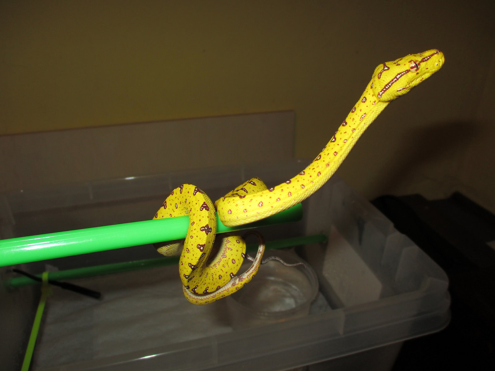 Yellow Baby Biak Green Tree Python - Image 3