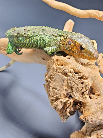 Baby Caiman Lizard - Image 3