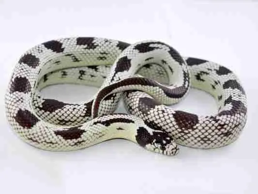 Adult Aberrant California Kingsnake - Image 3