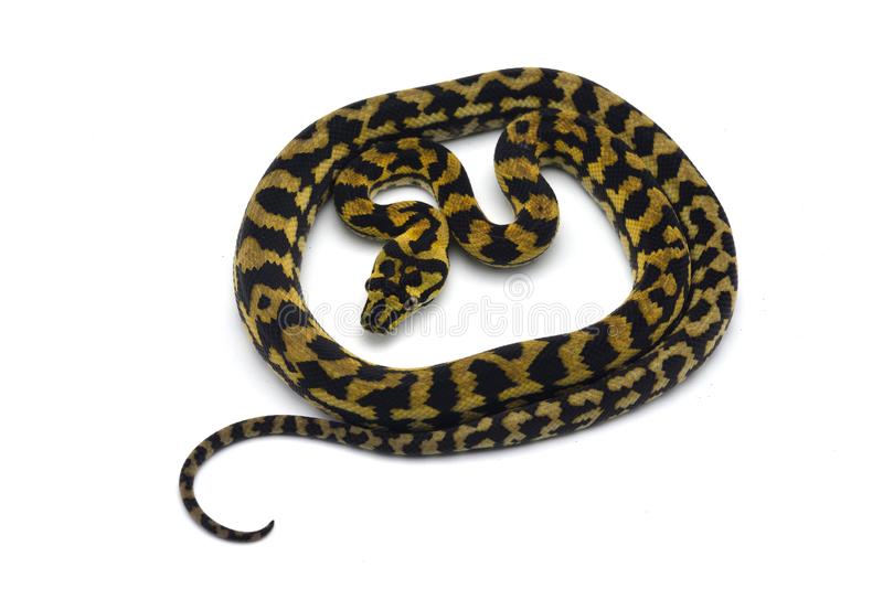 Baby Tiger Darwin’s Carpet Python - Image 4