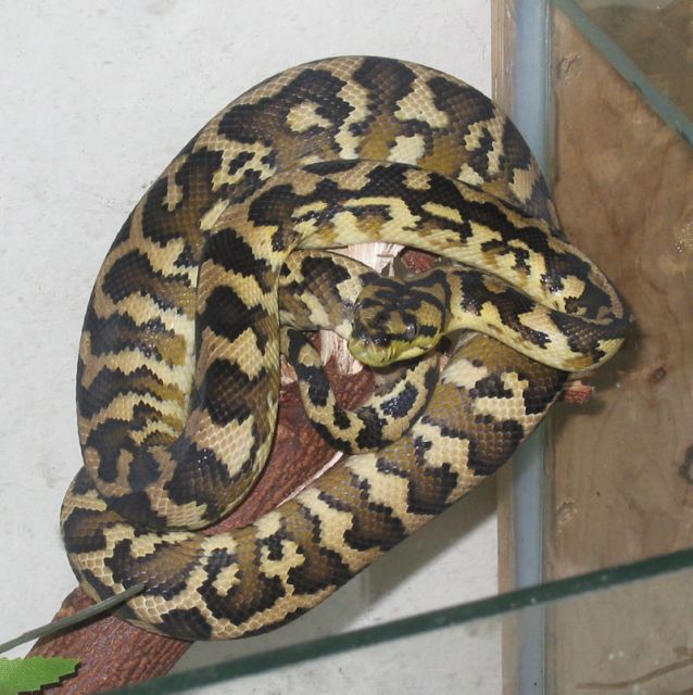 2014 Adult Irian Jaya Carpet Python - Image 2