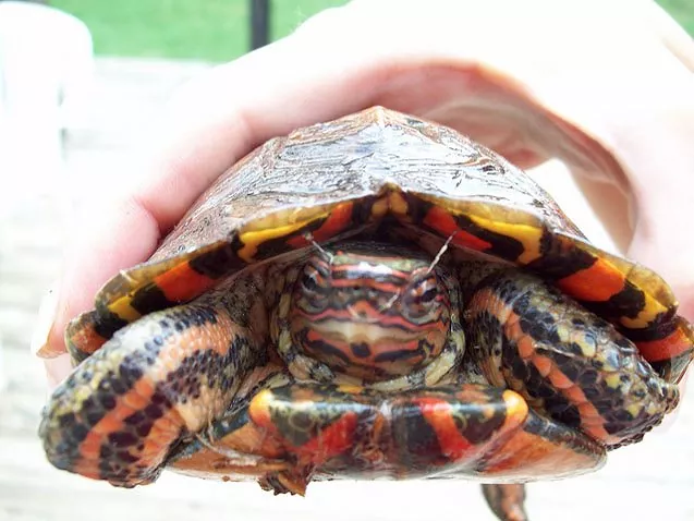 Yearling Central American Wood Turtle - Image 3