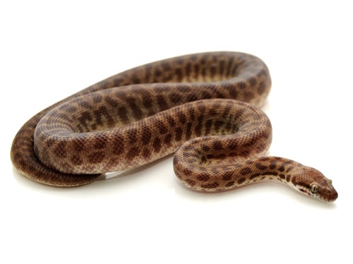 Baby VPI Children’s Python - Image 3
