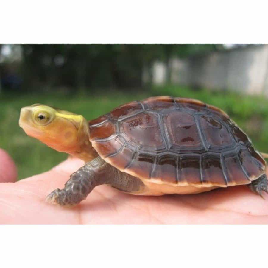 Baby Asian Box Turtle - Image 2