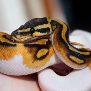 Baby Pied Ball Python