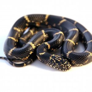Chain Kingsnake