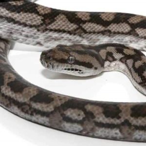 Male Inland Carpet Python