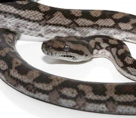 Male Inland Carpet Python