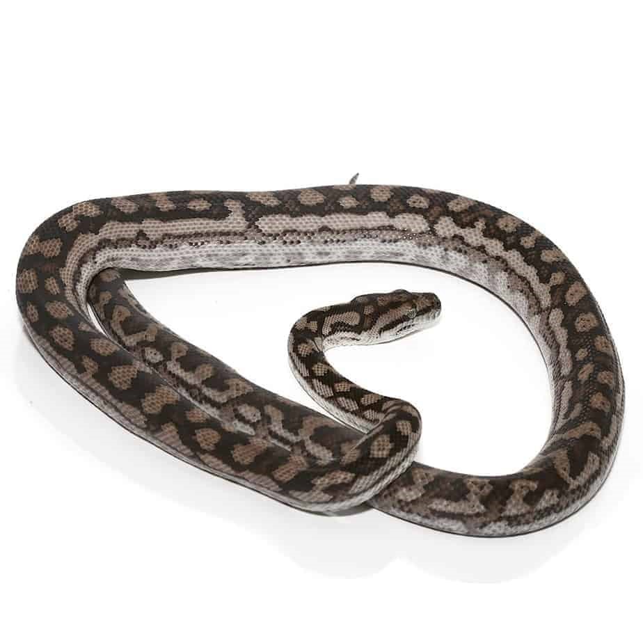 Male Inland Carpet Python - Image 3