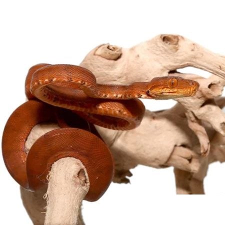 C.B. Baby Colored Amazon Tree Boa - Image 2
