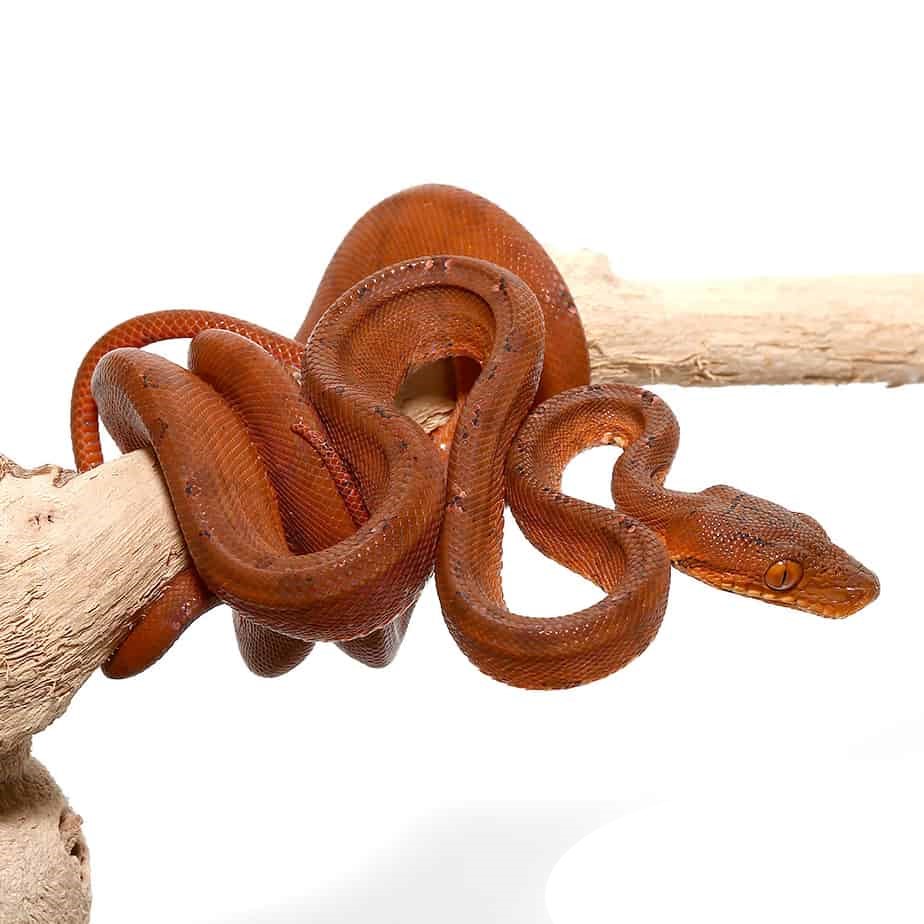 C.B. Baby Colored Amazon Tree Boa - Image 3