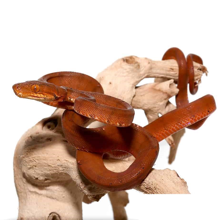 C.B. Baby Colored Amazon Tree Boa - Image 4