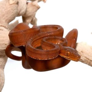 C.B. Baby Colored Amazon Tree Boa