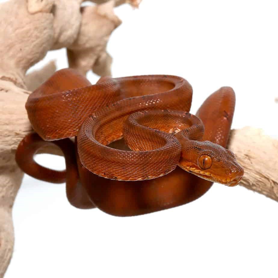C.B. Baby Colored Amazon Tree Boa