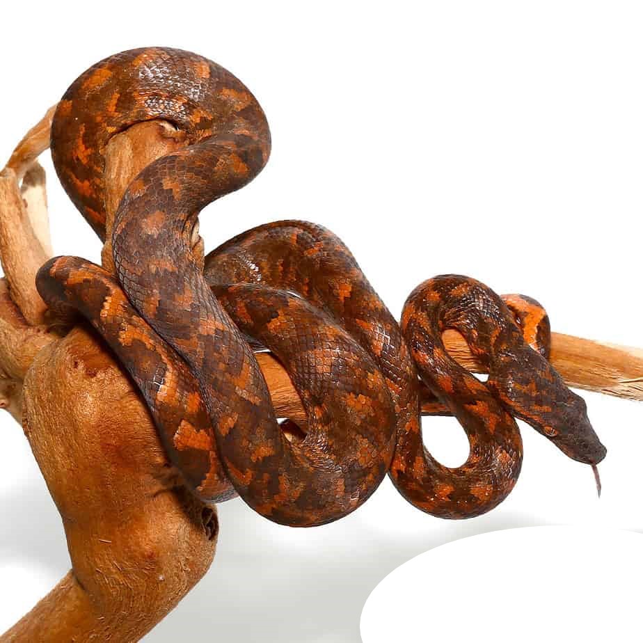 Adult Solomon Island Tree Boa - Image 2