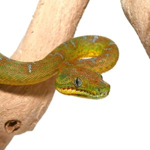 Yearling Emerald Tree Boa