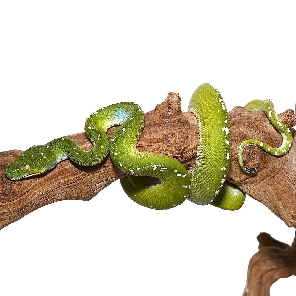 Adult Blue Striped Aru Green Tree Python - Image 3