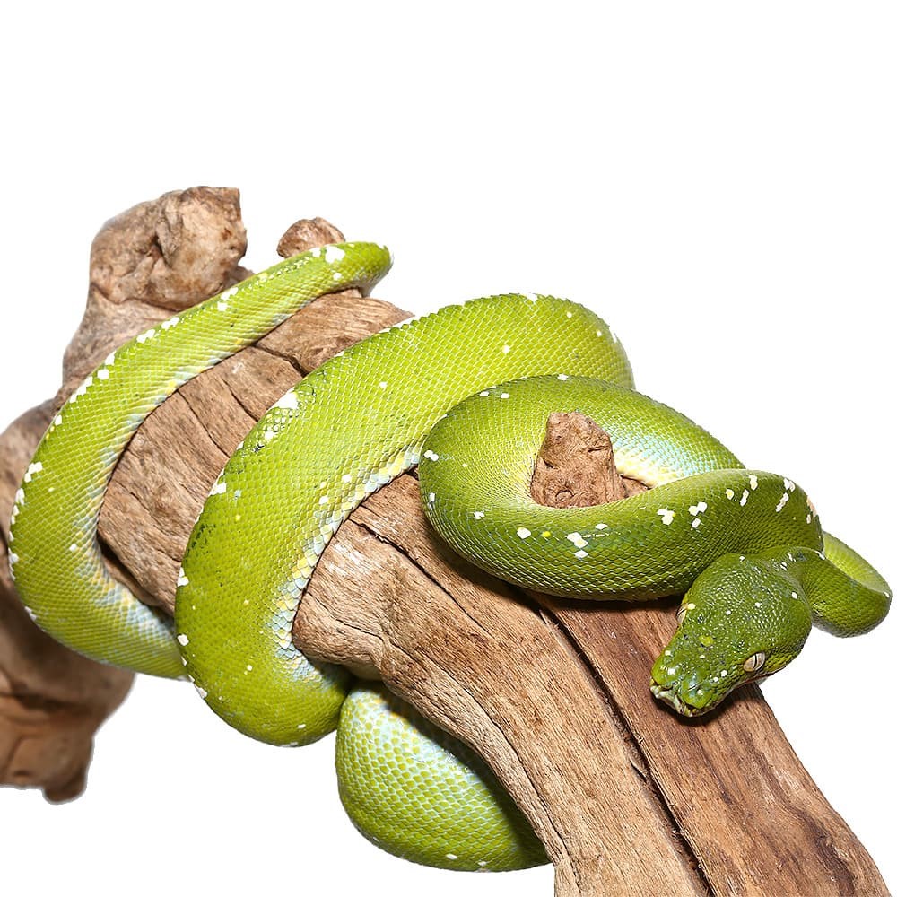 Adult Blue Striped Aru Green Tree Python - Image 4