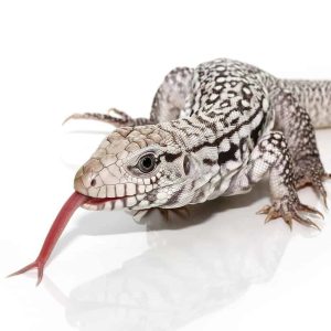 Baby Ghost Tegu