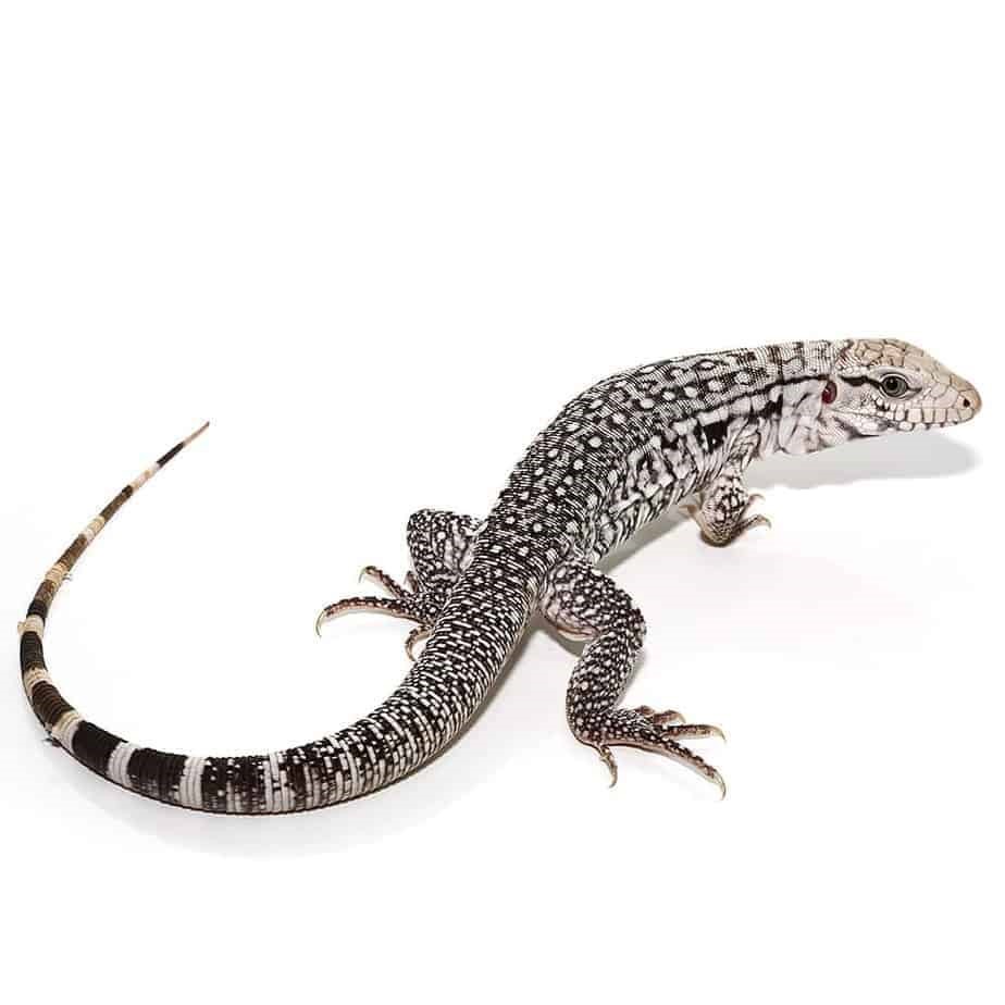 Baby Ghost Tegu - Image 3