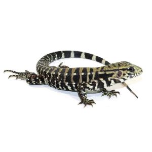 Baby Ice Tegu Het Albino