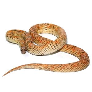 Adult Hypo Blotched Kingsnake