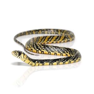 Nicaraguan Tiger Ratsnake