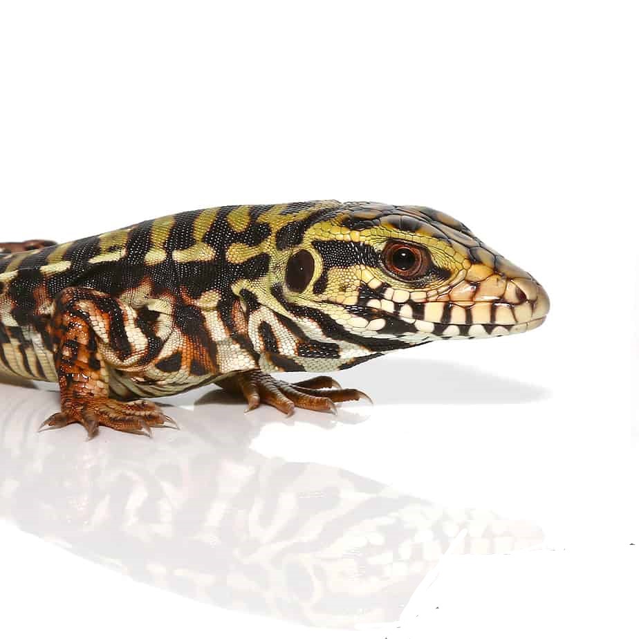 Baby Super Red Tegu - Image 2