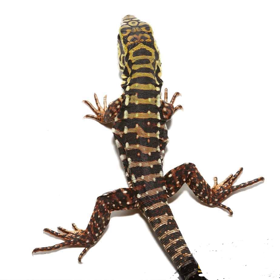 Baby Super Red Tegu - Image 3